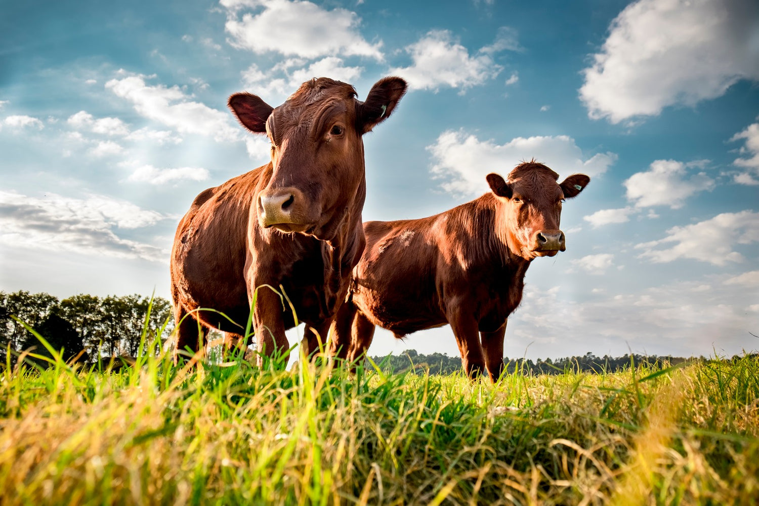 Lazy L Ranch Meats